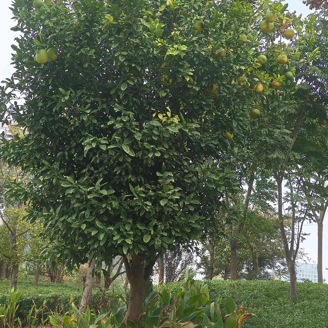 在水一方Chen9dinyu