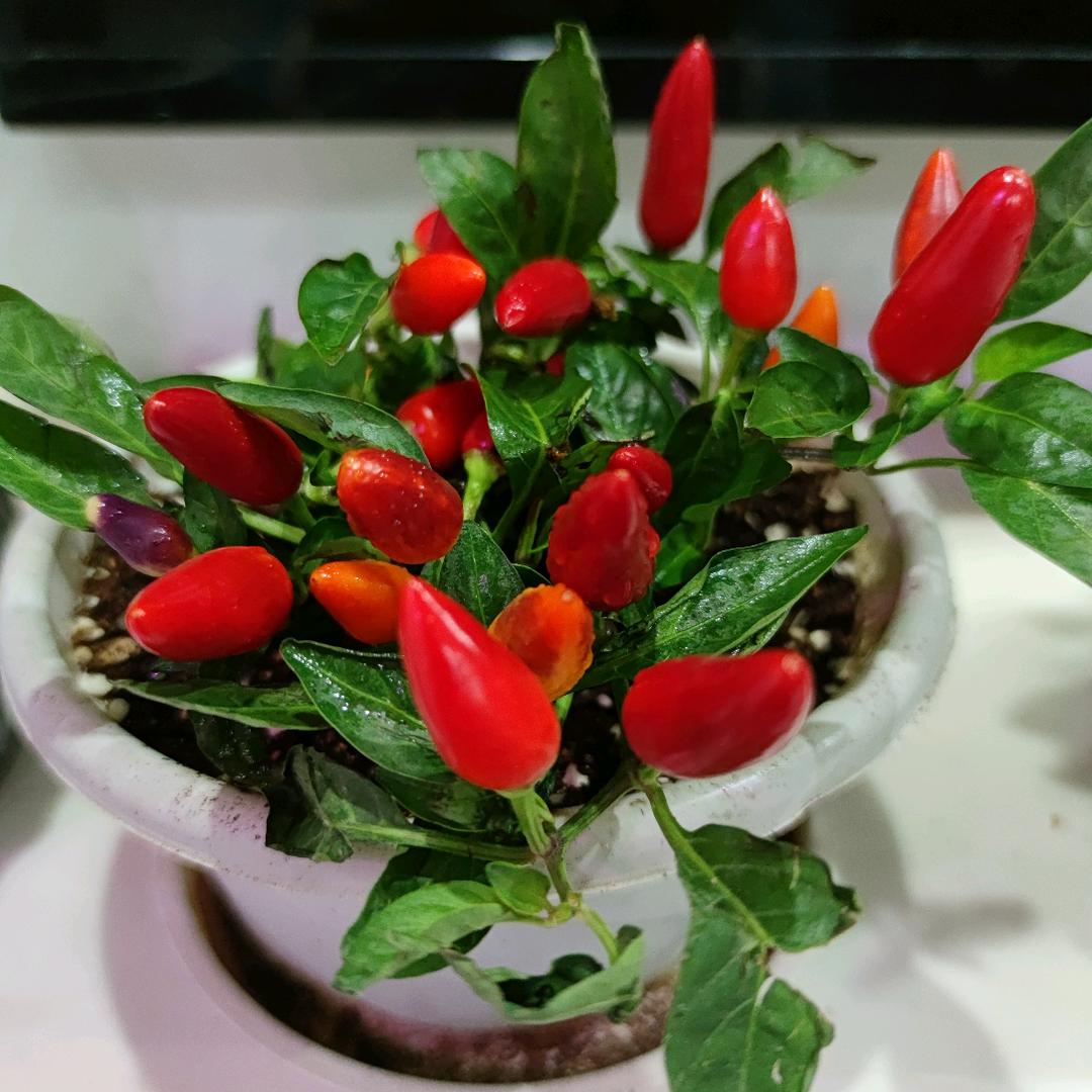 小小李子