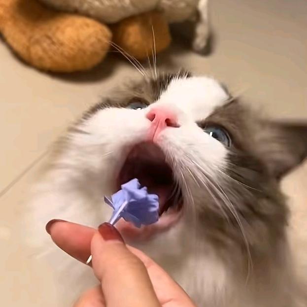 哈喽KT