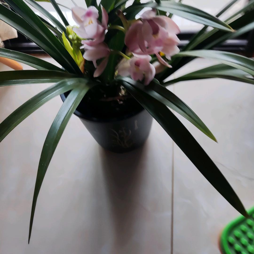 开心果园🌷🌺🌺🍎🍒