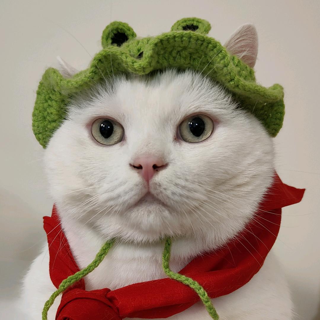 🐱🐱🐱三只老虎