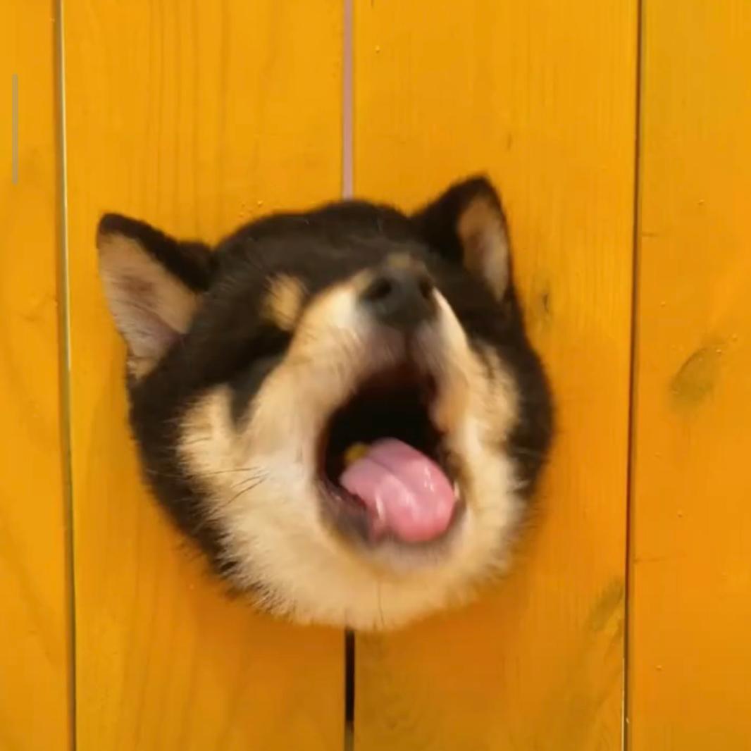 眼睛大👀肚子小