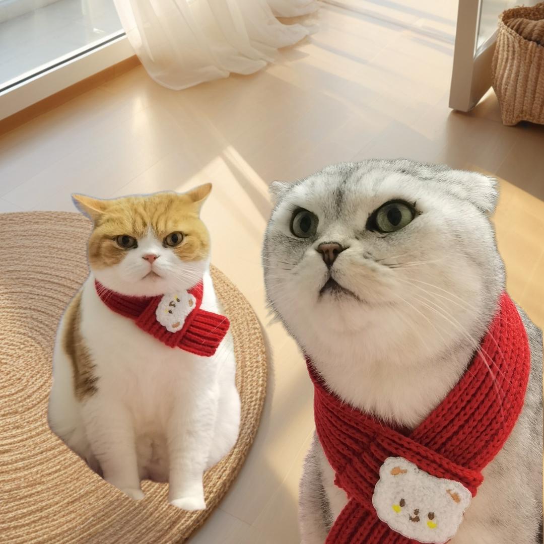 小呆瓜与小黄豆