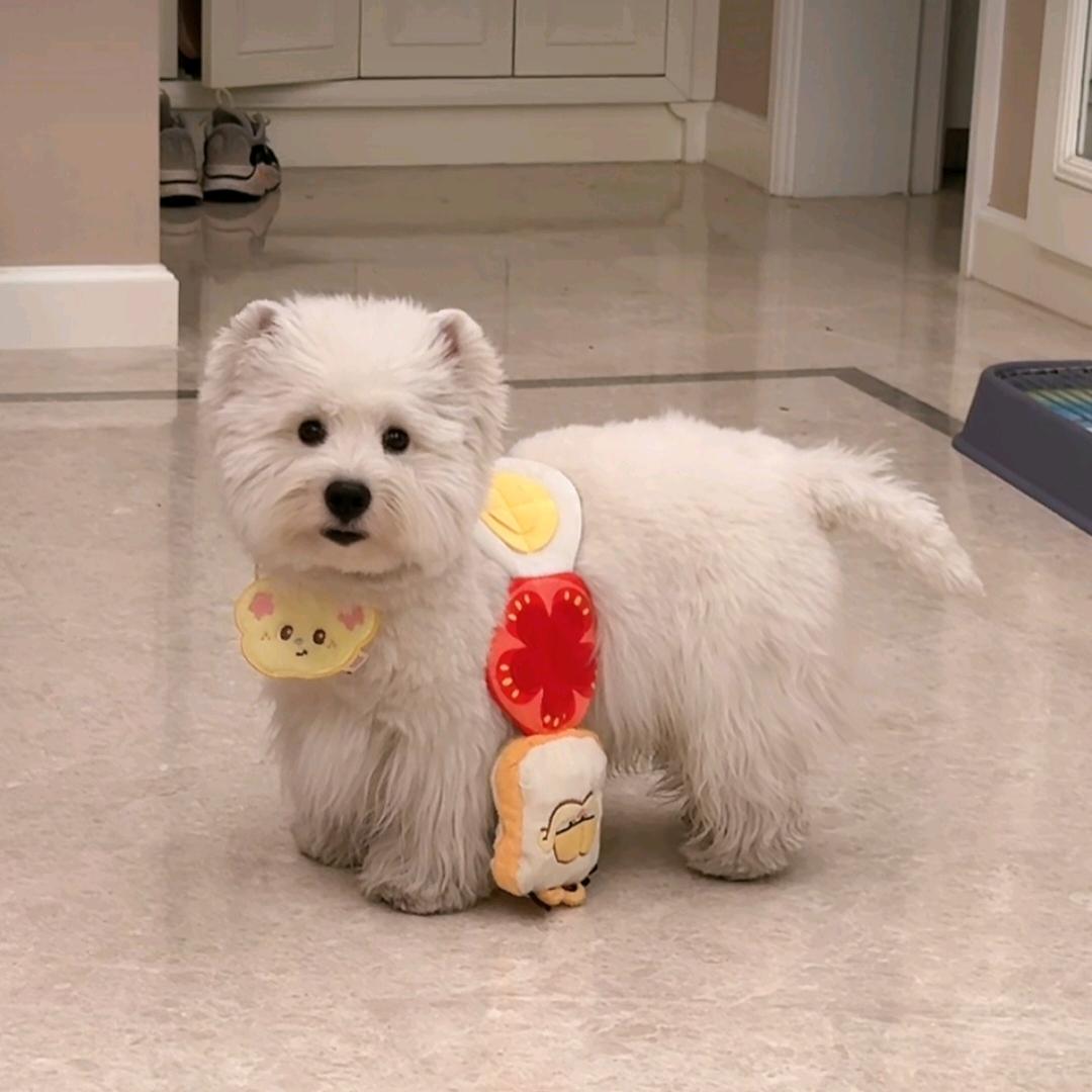 红鲤鱼与绿鲤鱼与鲫鱼与鱼驴铝遇与律鲫鱼驴