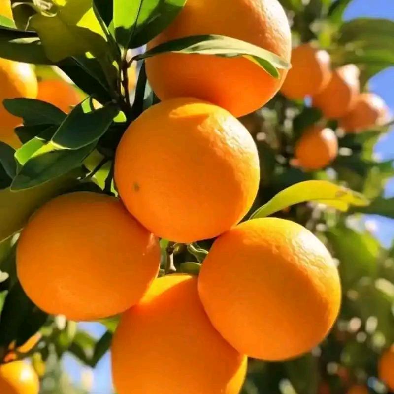 ღ᭄ღ᭄星途星运✨