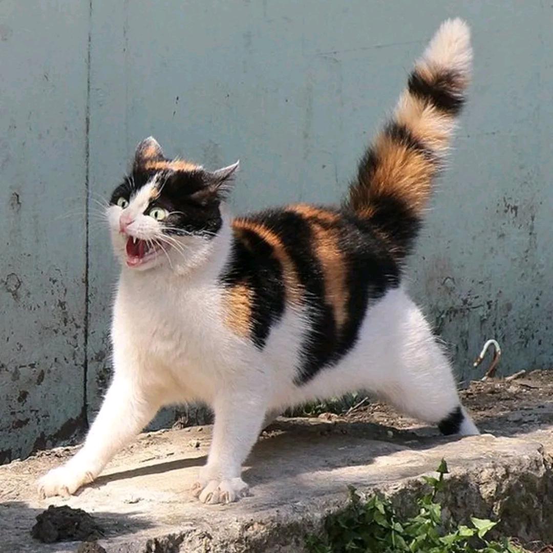 蜡笔小小新