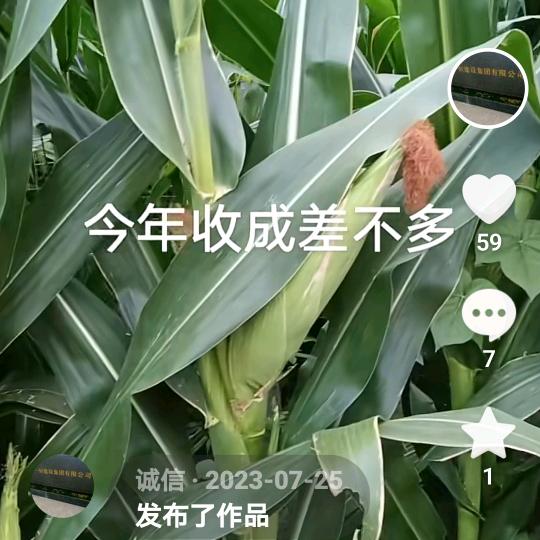 诚信
