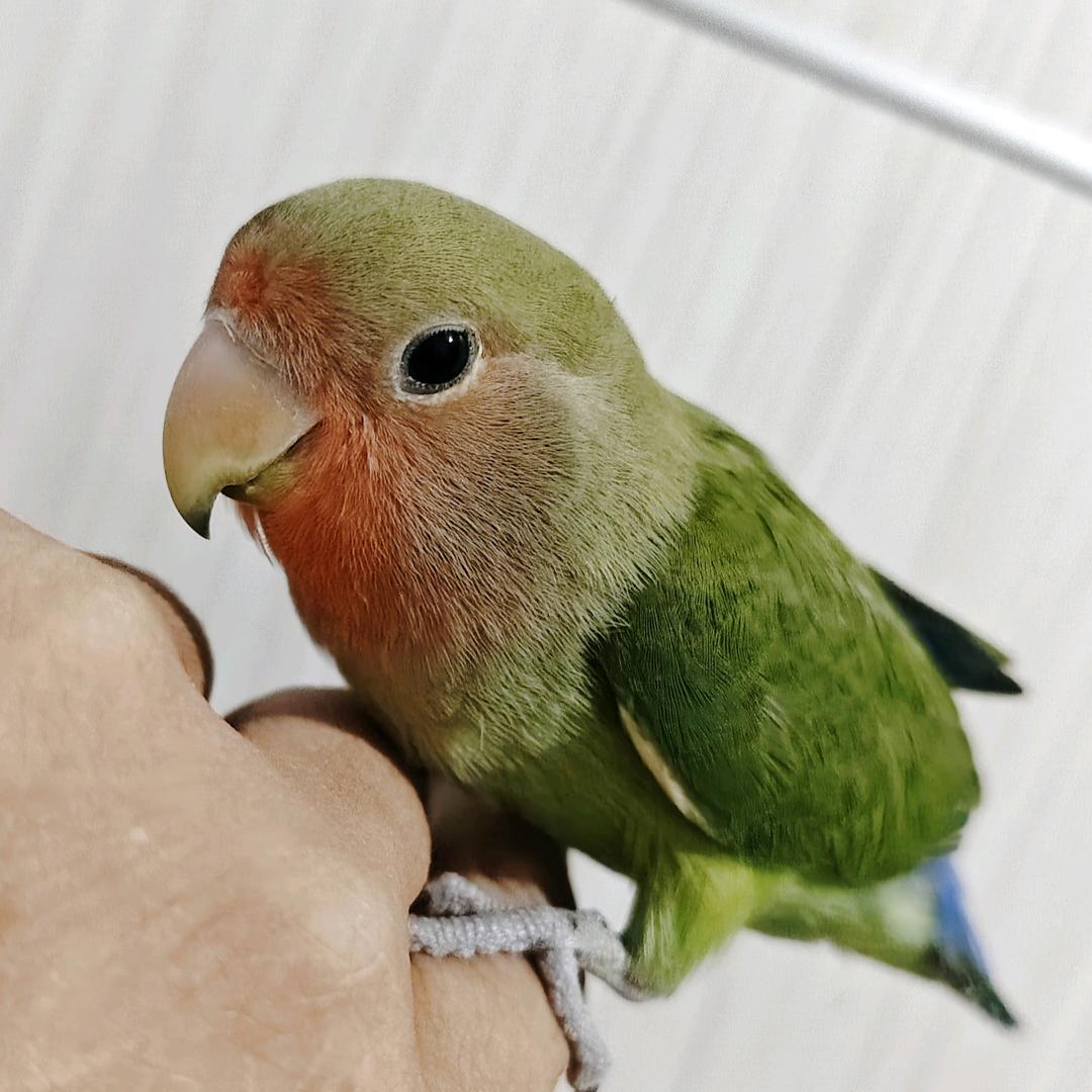 如夏