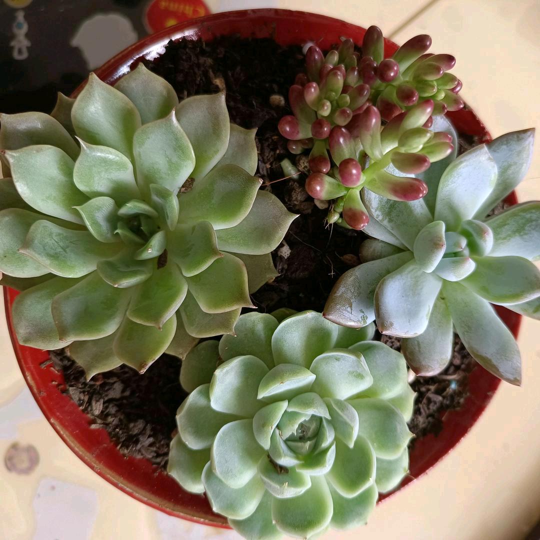 三月