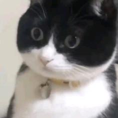 黑猫--