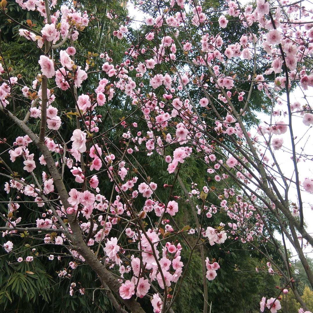 დ᭄心已打烊ꦿ꧔ꦿ℘⸙