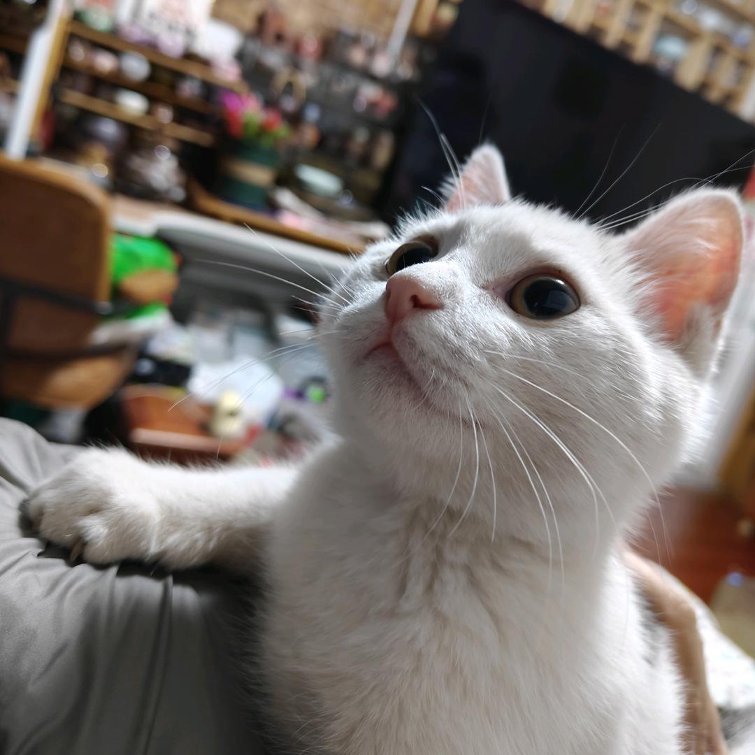 燕 （樂）