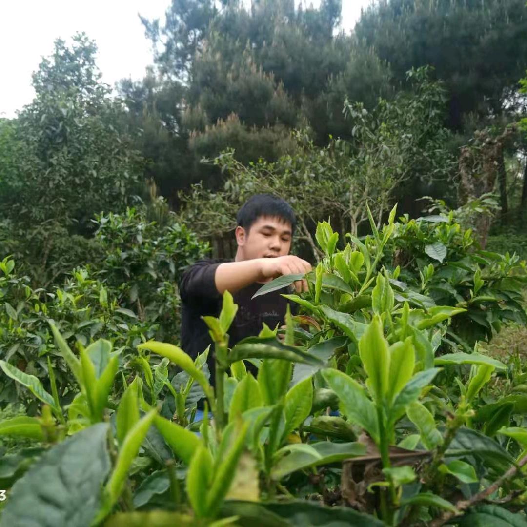 古茶韦同学