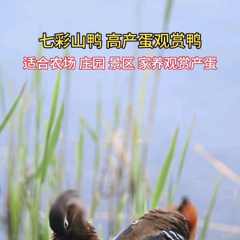 启明户外