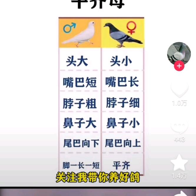 周涛