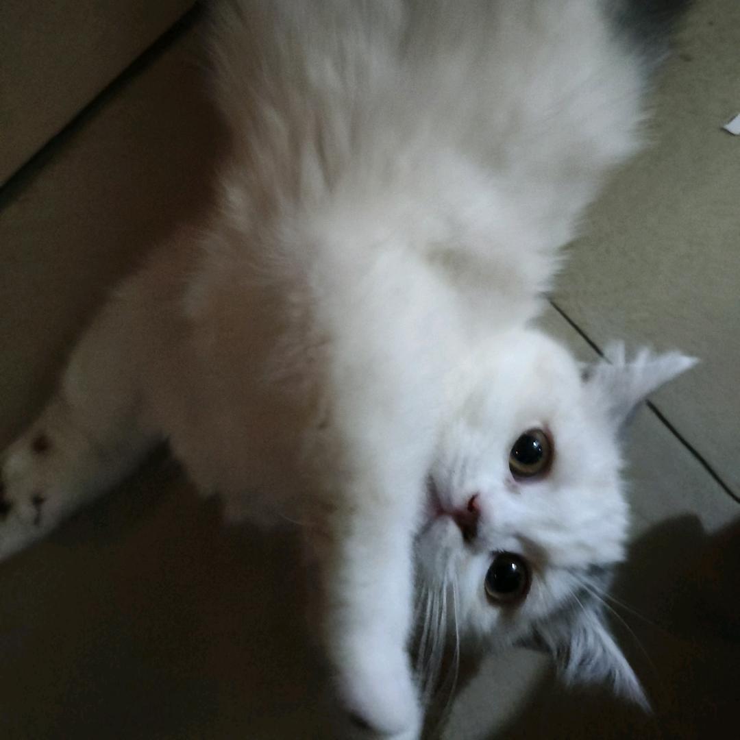 良人不良(莱莱)