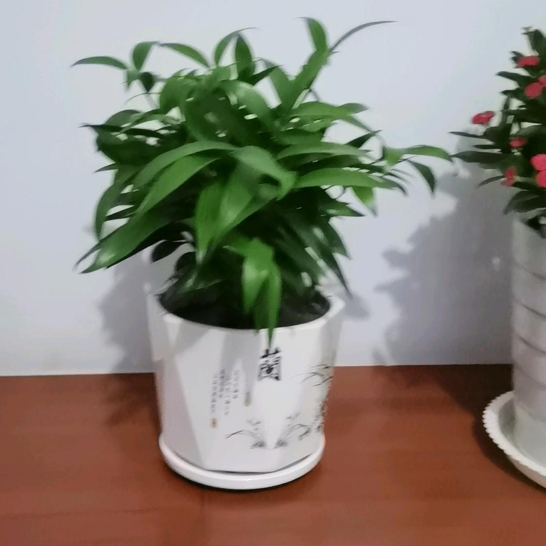农村二胖