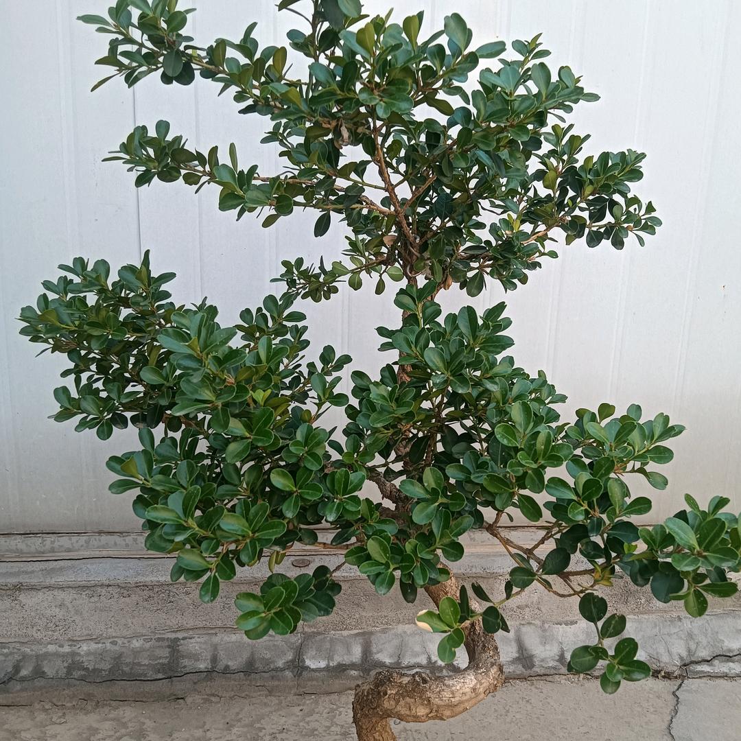 永远不变的情缘