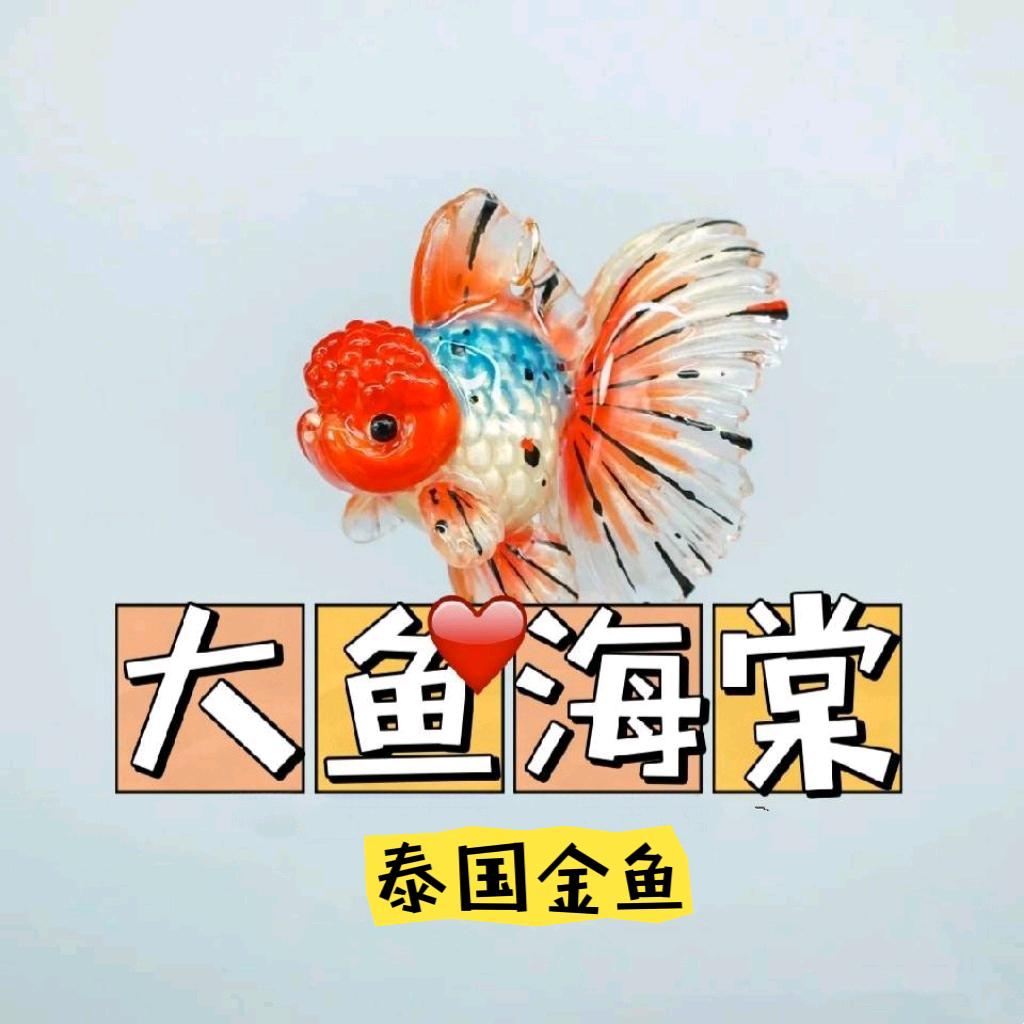 大鱼海棠泰国金鱼