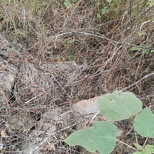 头像正中间有只猫