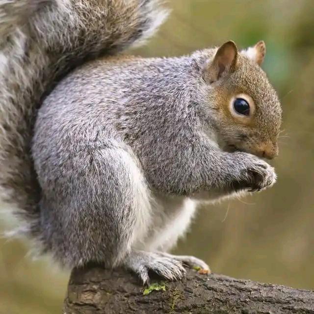 ૮ o̴̶̷᷄梁૮ 心૮₍ ˶•‸•˶