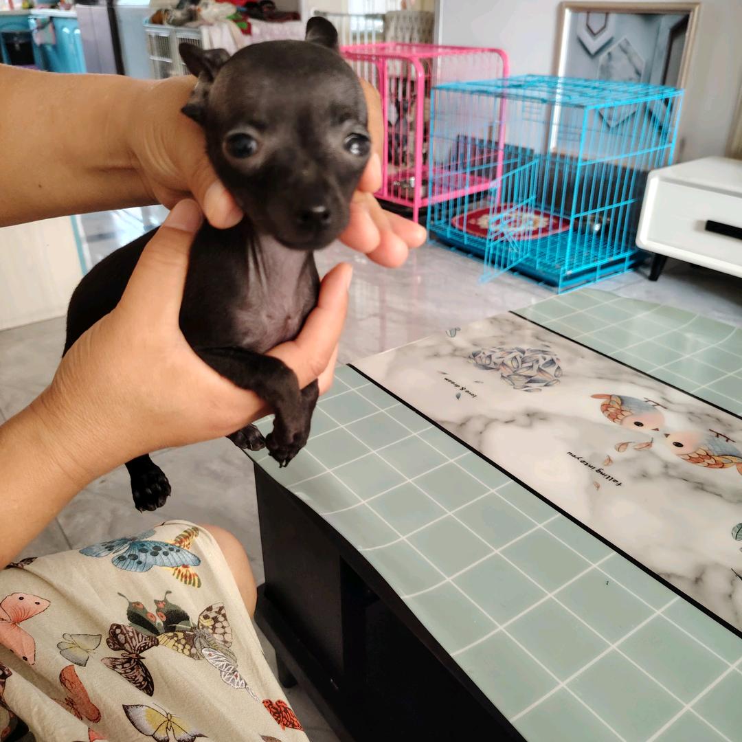 大毛精品宠物犬，无毛篮鹿