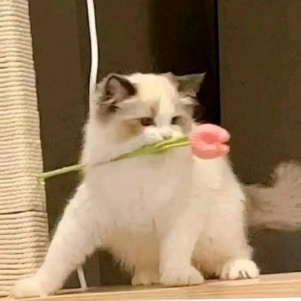 小幸运₍˄·͈༝·͈˄*₎◞ ̑̑