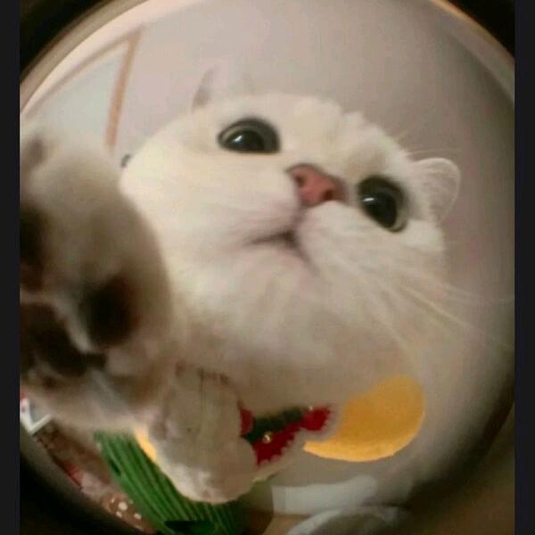 𝗖𝗮𝘁𝘁𝘆𝗹𝗹𝗼🐱