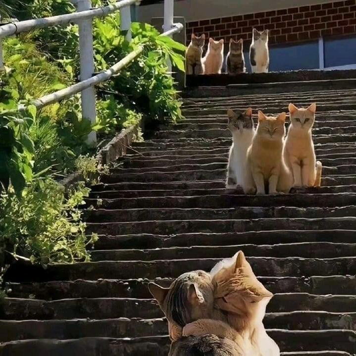 TICIDSZ