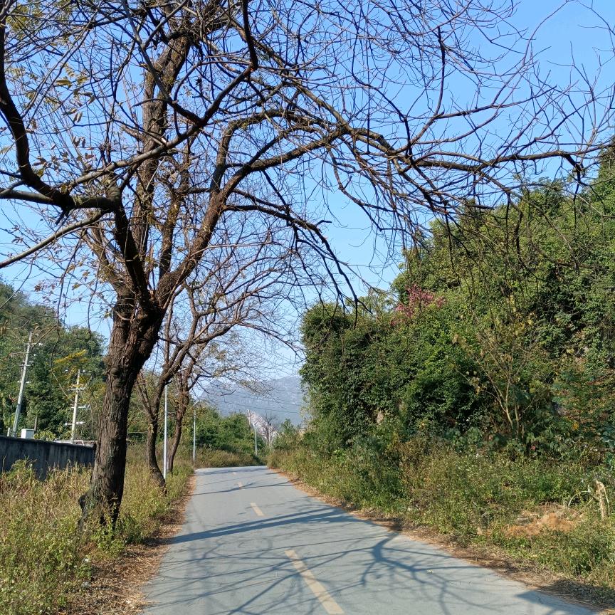 霸王蝶