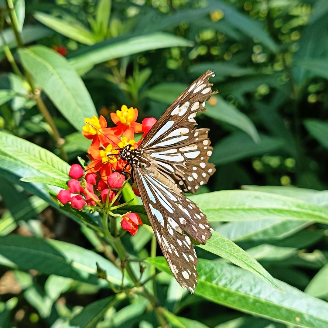 籽芯