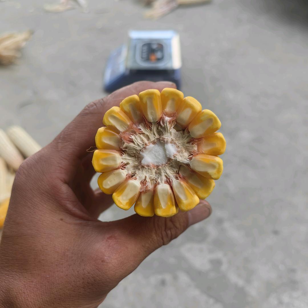 凯航农业