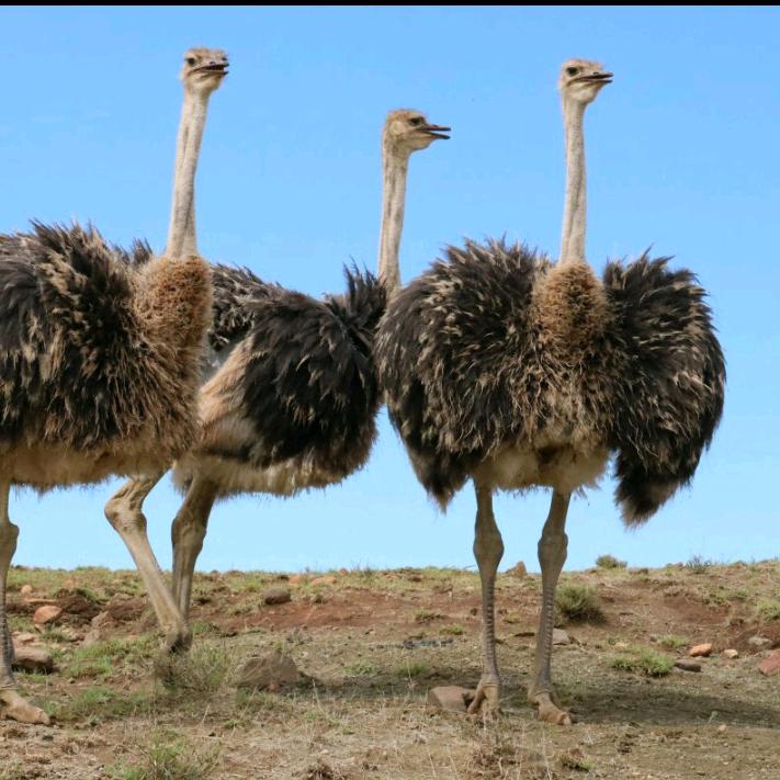 沭阳泰畔农场特种养殖