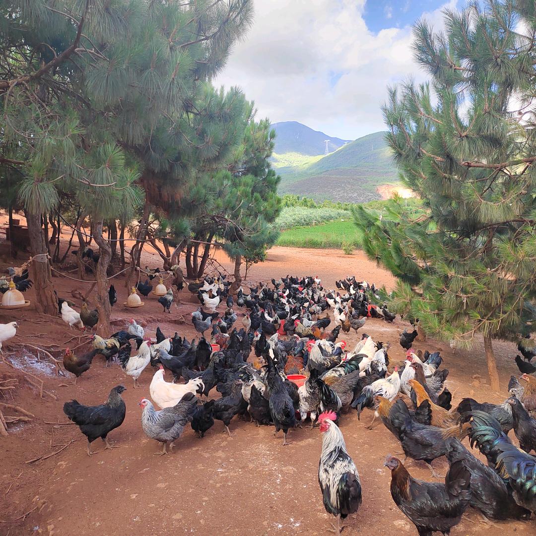 大理剑川玉华林下散养土鸡