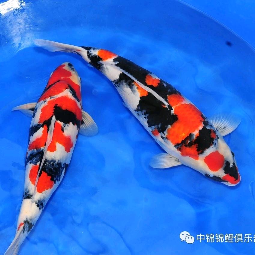 @超哥@