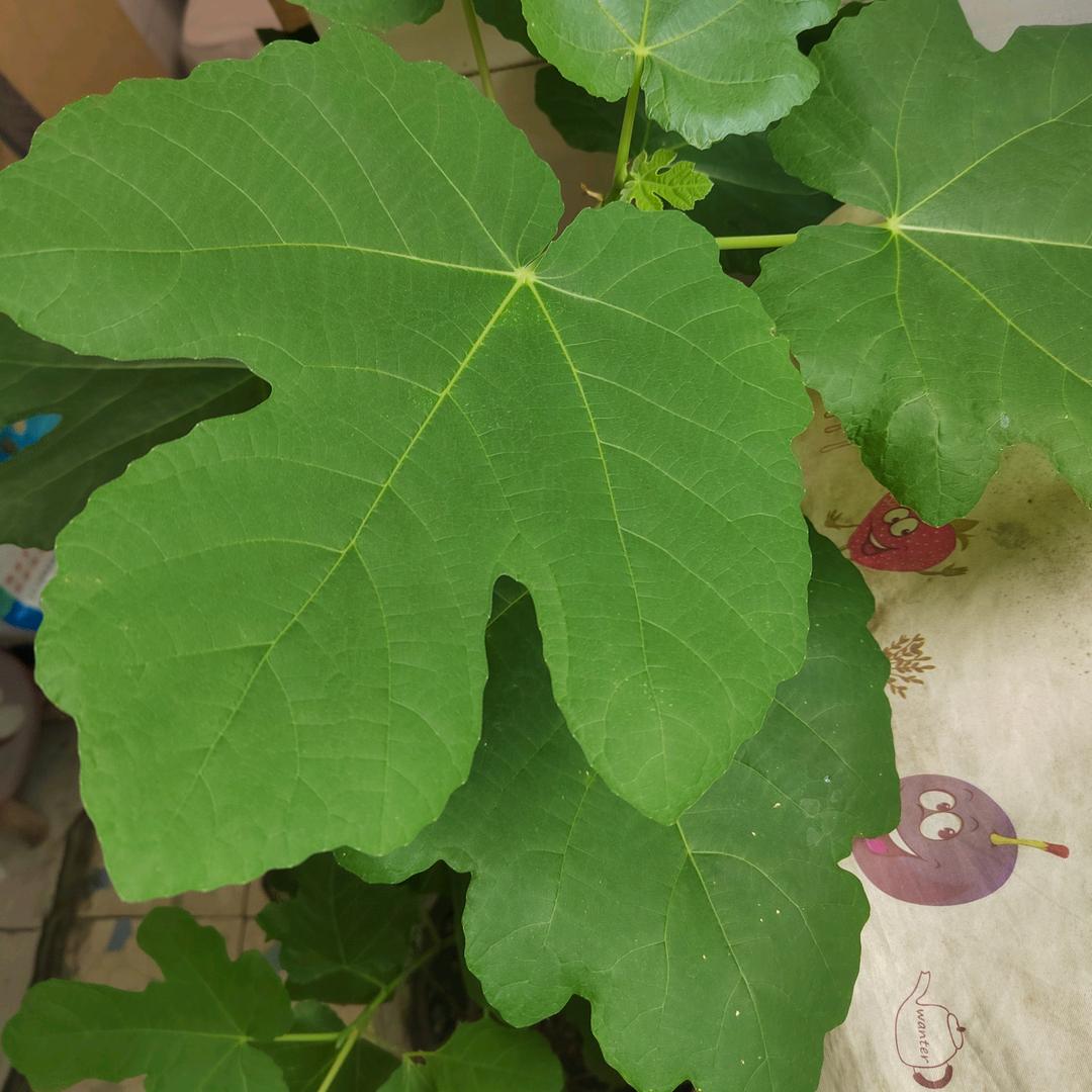 小老弟