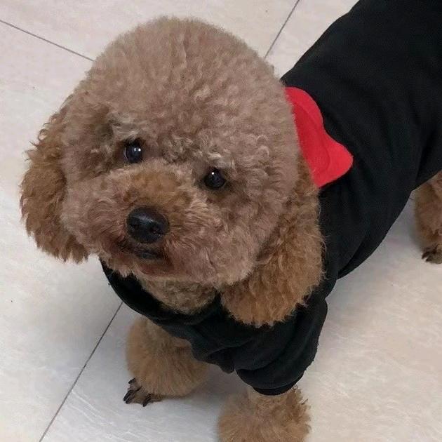 臭布布
