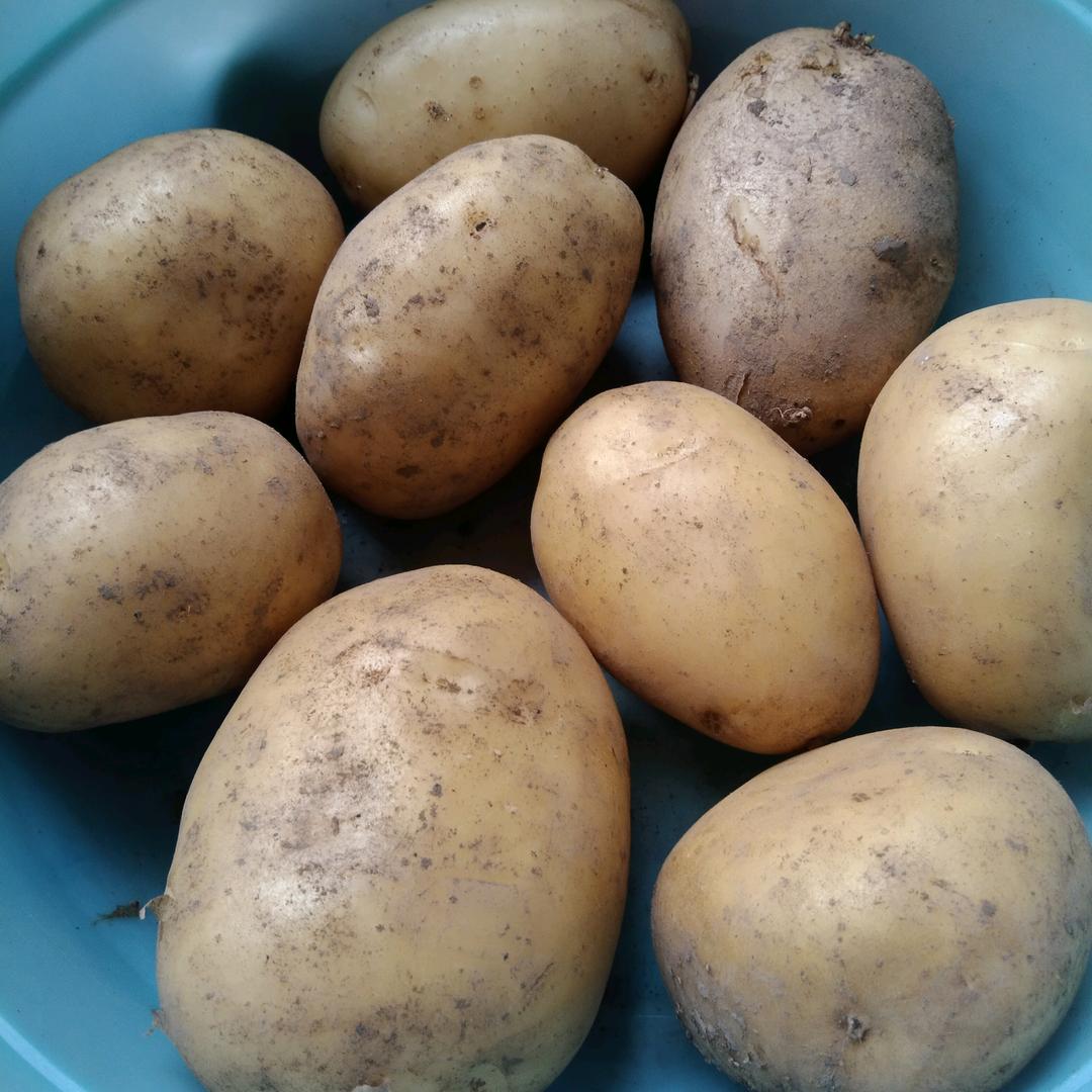 土豆土豆我爱你