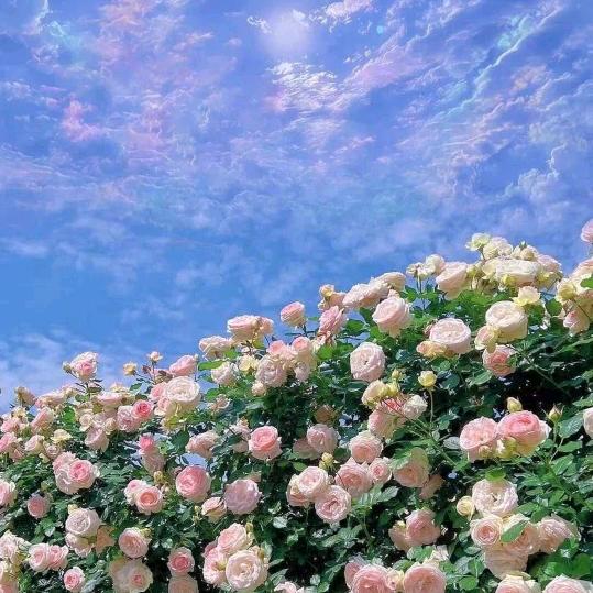 花开，看一丝阳光