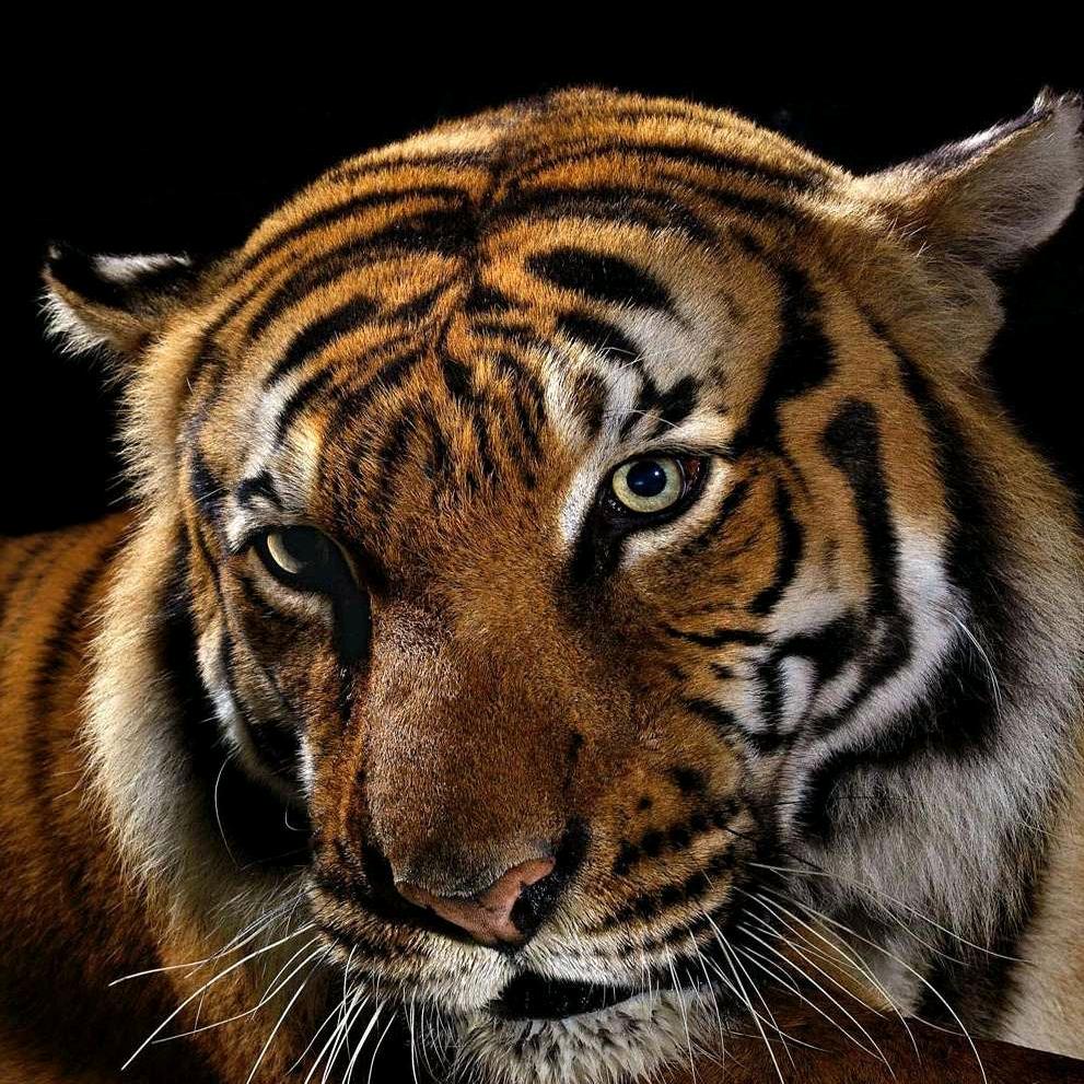 坦克世界·524大哥