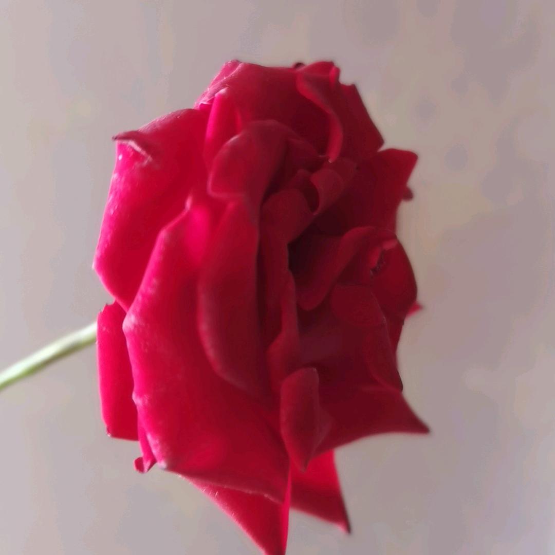 陆月