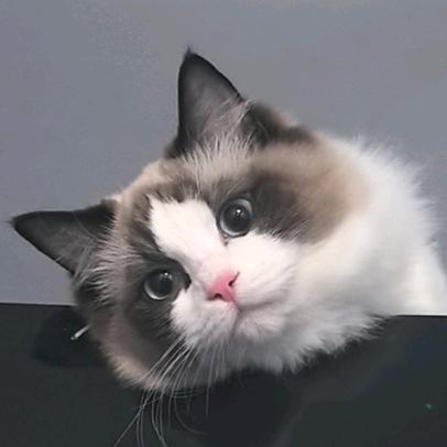 云玩家燕子李