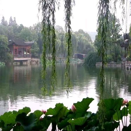 无奈的思绪