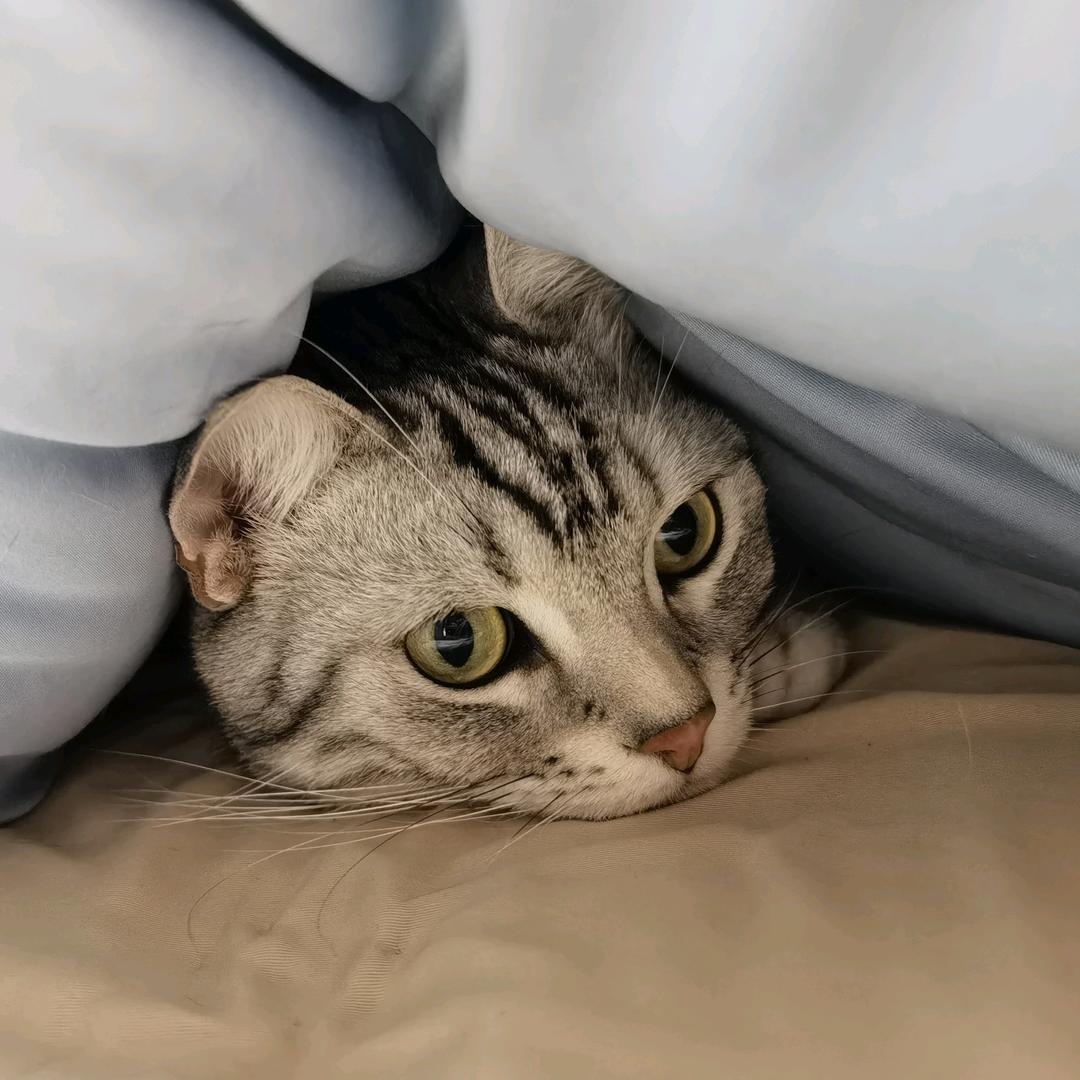 憨憨懒懒的日常