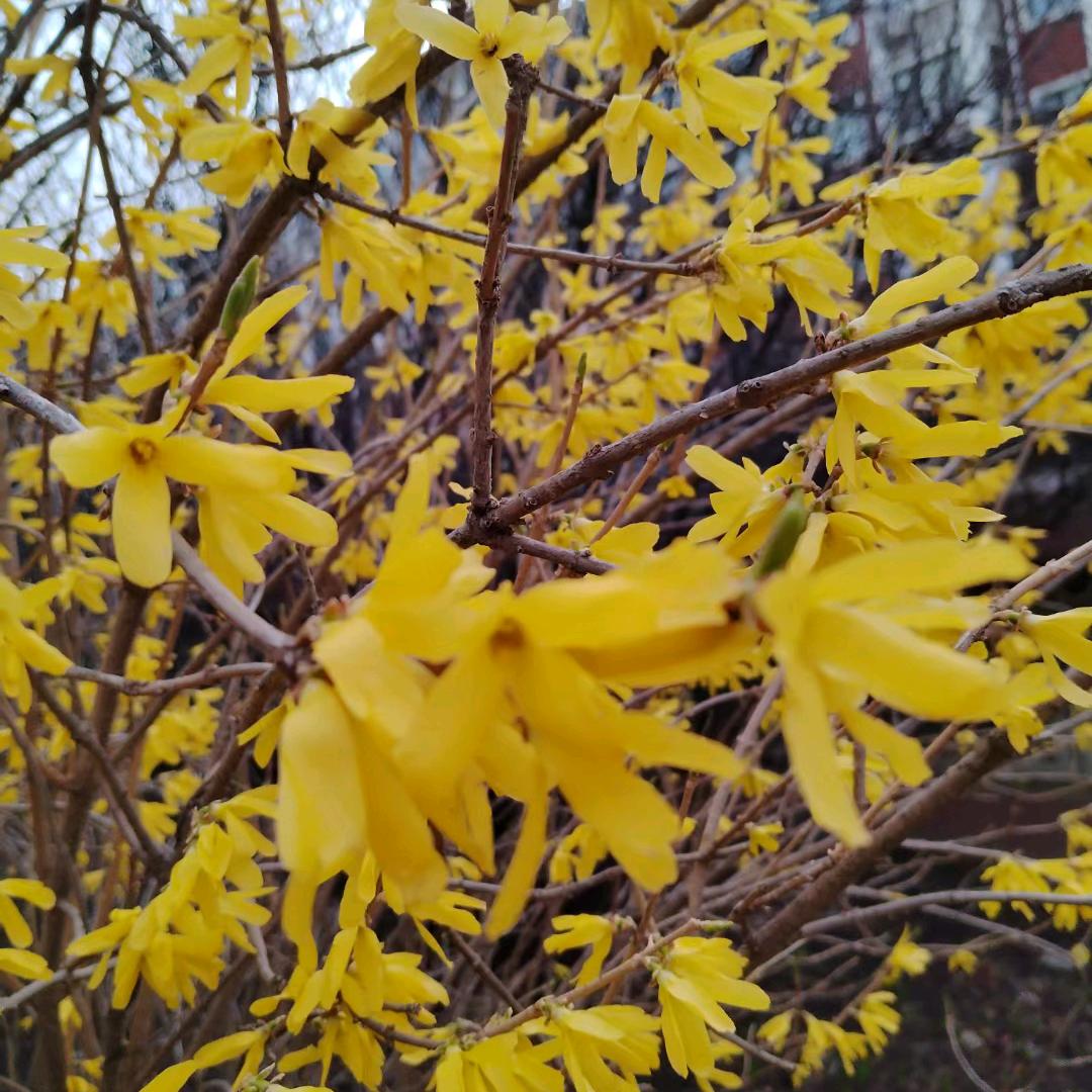 明辉