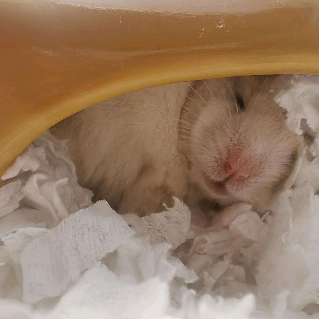 (o˚̑̑̑̑̑ 3˚̑̑̑̑̑ o)