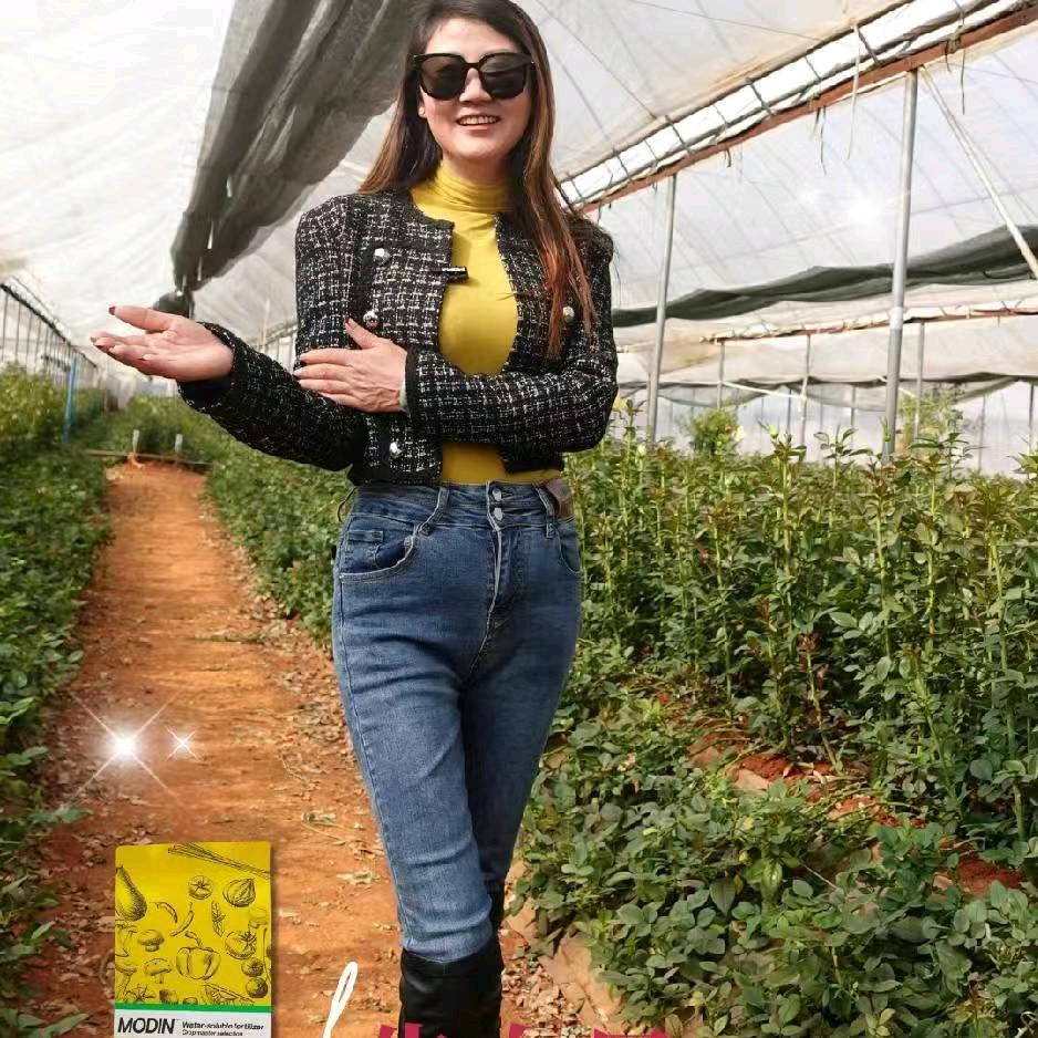 安宁县街宝乐农资张姐专注玫瑰种植🌹🌹