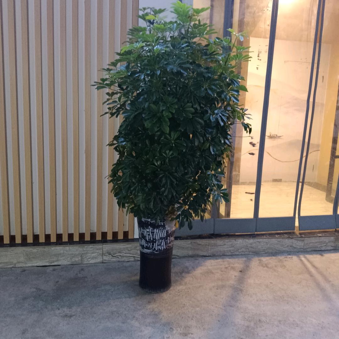金银花