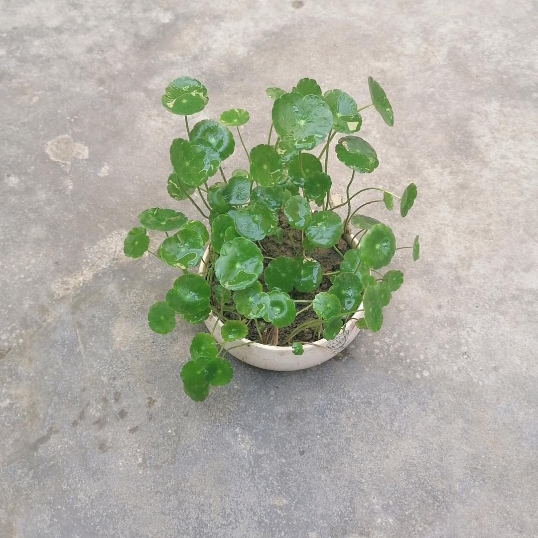 马俊杰