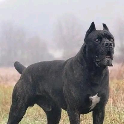 养大型护卫犬卡斯罗的大叔